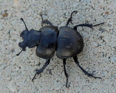 Lethrus apterus