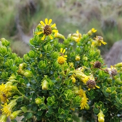 Monticalia arbutifolia