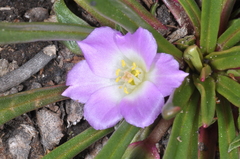 Calandrinia colchaguensis