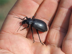 Calosoma maderae