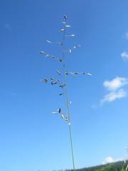 Eragrostis volkensii