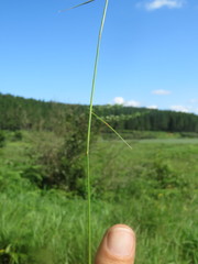 Eragrostis volkensii