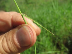 Eragrostis volkensii