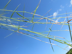 Eragrostis volkensii