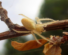 Larinia lineata