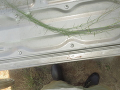 Eragrostis volkensii