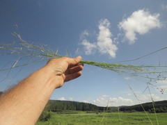 Eragrostis volkensii