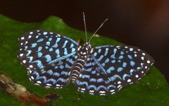 Napaea actoris
