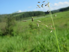 Eragrostis volkensii