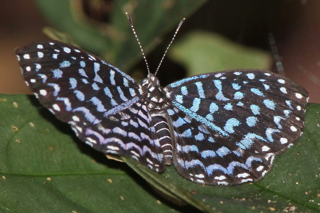 Cremna actoris
