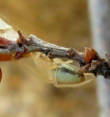 Larinia lineata