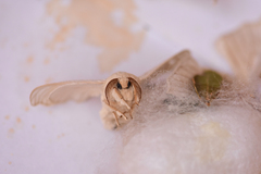 Bombyx mori
