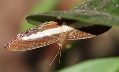 Nymphidium azanoides