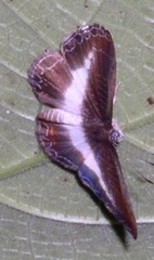 Nymphidium derufata