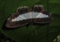 Nymphidium baeotia