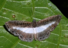 Nymphidium baeotia