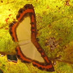 Nymphidium caricae