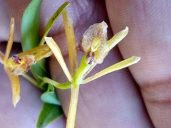 Epidendrum propinquum