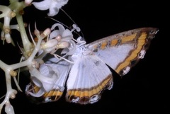 Nymphidium caricae