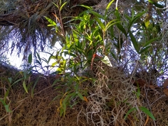 Epidendrum propinquum