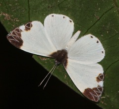 Nymphidium leucosia