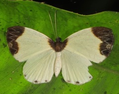 Nymphidium leucosia