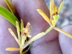 Epidendrum propinquum