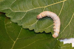 Bombyx mori