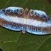 Nymphidium mantus - Photo (c) Rich Hoyer, algunos derechos reservados (CC BY-NC-SA), subido por Rich Hoyer