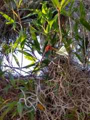 Epidendrum propinquum