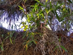 Epidendrum propinquum
