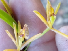 Epidendrum propinquum