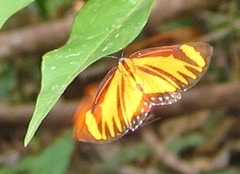 Panaropsis thyatira