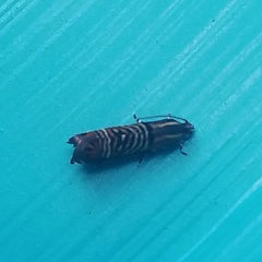 Thaumatographa jonesi