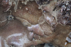 Eudistoma psammion