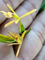 Epidendrum propinquum
