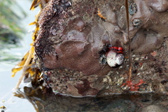Eudistoma psammion