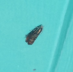 Thaumatographa jonesi