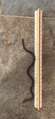 Atractus wagleri