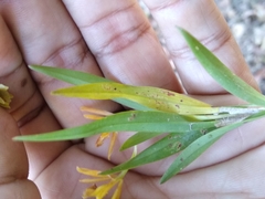 Epidendrum propinquum