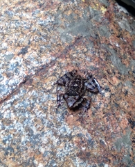 Thoropa miliaris
