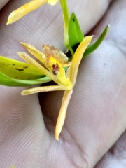 Epidendrum propinquum