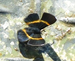 Parcella amarynthina