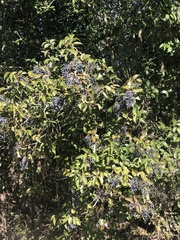 Ligustrum lucidum