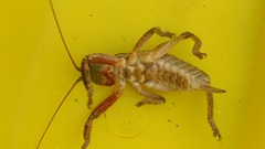 Liparoscelis pallidispina