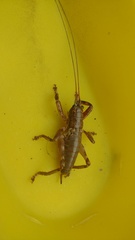 Liparoscelis pallidispina