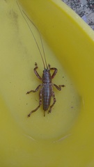 Liparoscelis pallidispina