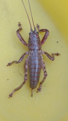 Liparoscelis pallidispina