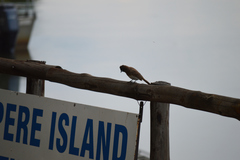 Pycnonotus barbatus tricolor