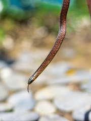 Atractus wagleri